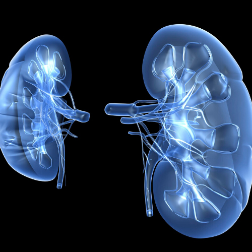 Kidney image John Day